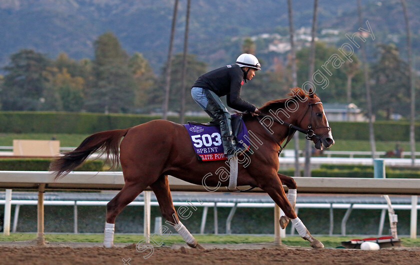 Elite-Power-0001 
 ELITE POWER training for the Breeders' Cup Sprint
Santa Anita USA, 1 Nov 2023 - Pic Steven Cargill / Racingfotos.com