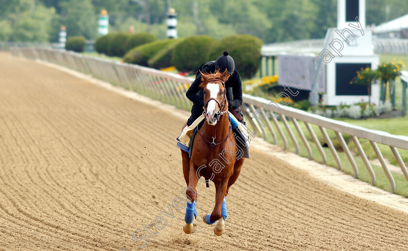 Improbable-0007 
 IMPROBABLE exercising in preparation for the Preakness Stakes
Pimlico, Baltimore USA, 16 May 2019 - Pic Steven Cargill / Racingfotos.com