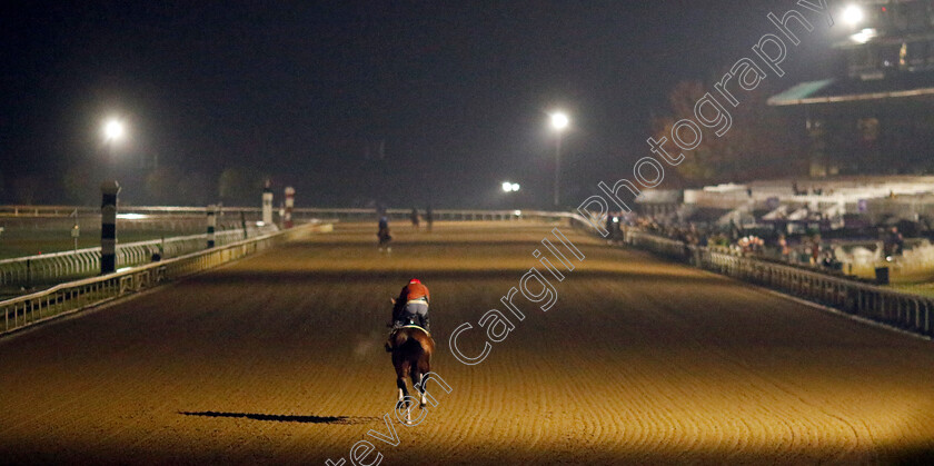 Flightline-0007 
 FLIGHTLINE training for the Breeders' Cup Classic
Keeneland USA 3 Nov 2022 - Pic Steven Cargill / Racingfotos.com