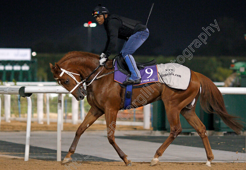 Noah-From-Goa-0001 
 NOAH FROM GOA exercising in preparation for The Dubai World Cup Carnival, Meydan 18 Jan 2018 - Pic Steven Cargill / Racingfotos.com