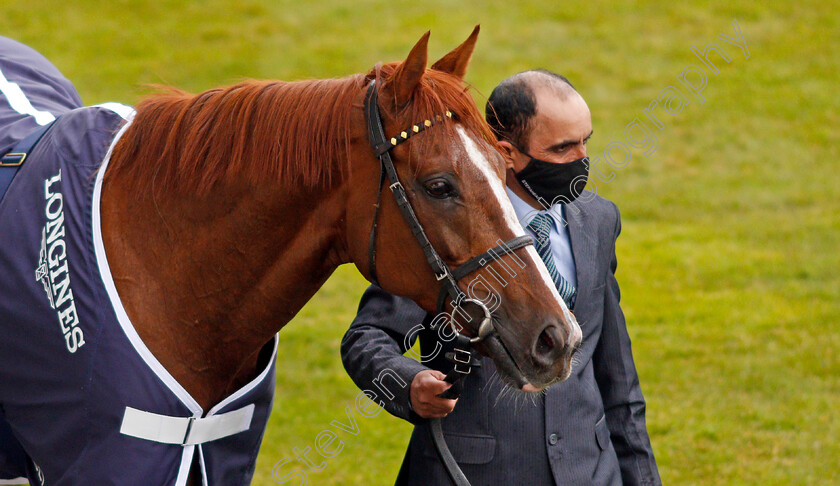 Stradivarius-0017 
 STRADIVARIUS after The Longines Sagaro Stakes
Ascot 28 Apr 2021 - Pic Steven Cargill / Racingfotos.com