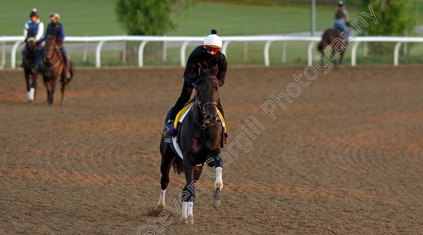 Zandon-0001 
 ZANDON training for The Breeders' Cup Classic
Santa Anita USA, 31 October 2023 - Pic Steven Cargill / Racingfotos.com