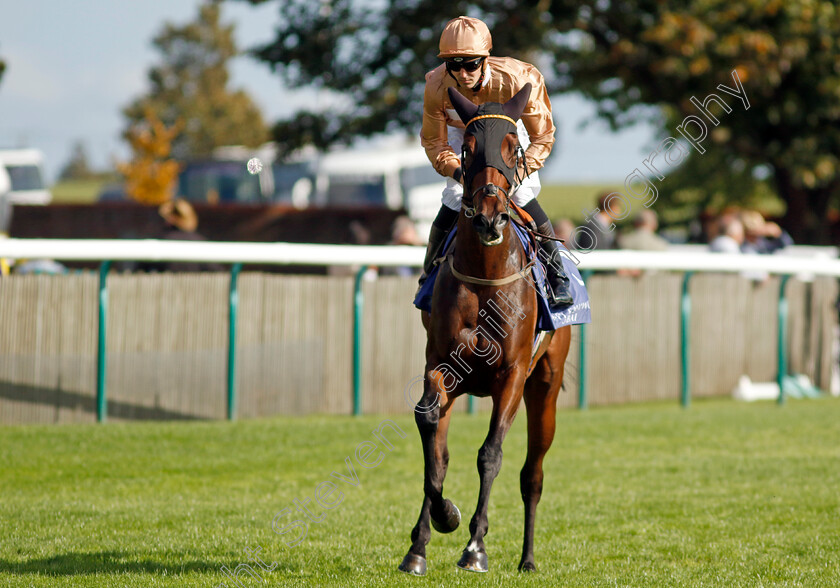 Elegancia-0001 
 ELEGANCIA (Kevin Stott)
Newmarket 29 Sep 2023 - Pic Steven Cargill / Racingfotos.com