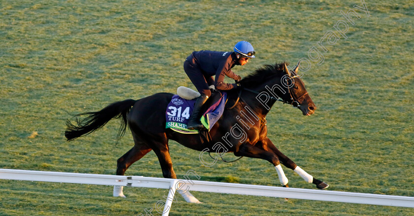 Shahryar-0001 
 SHAHRYAR training for the Breeders' Cup Turf
Del Mar USA 30 Oct 2024 - Pic Steven Cargill / Racingfotos.com