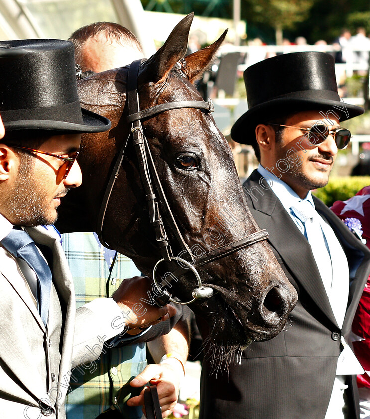 Baghdad-0006 
 BAGHDAD after The Duke Of Edinburgh Stakes
Royal Ascot 21 Jun 2019 - Pic Steven Cargill / Racingfotos.com