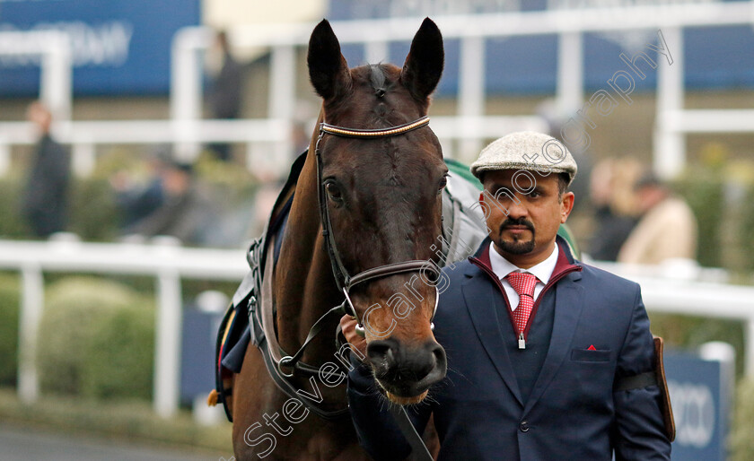 Energumene-0001 
 ENERGUMENE 
Ascot 18 Jan 2025 - Pic Steven Cargill / Racingfotos.com