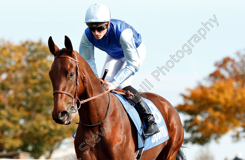 Persian-King-0003 
 PERSIAN KING (Pierre-Charles Boudot) before The Masar Godolphin Autumn Stakes
Newmarket 13 Oct 2018 - Pic Steven Cargill / Racingfotos.com