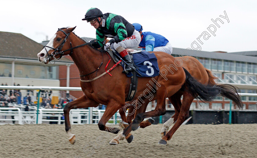 Alvaro-0004 
 ALVARO (Franny Norton) wins The Heed Your Hunch At Betway Handicap
Lingfield 14 Feb 2020 - Pic Steven Cargill / Racingfotos.com