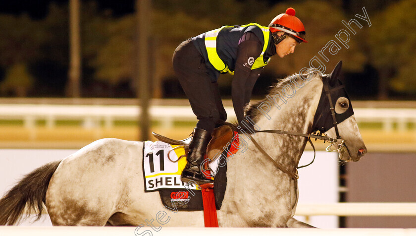 Shelir-0002 
 SHELIR training for The Dubai Turf
Meydan, Dubai, 22 Mar 2023 - Pic Steven Cargill / Racingfotos.com