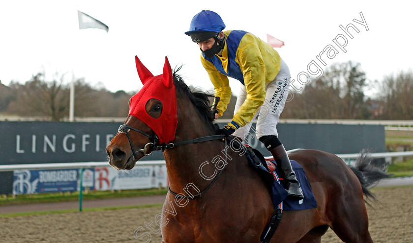 Dubai-Warrior-0001 
 DUBAI WARRIOR (Robert Havlin)
Lingfield 19 Dec 2020 - Pic Steven Cargill / Racingfotos.com