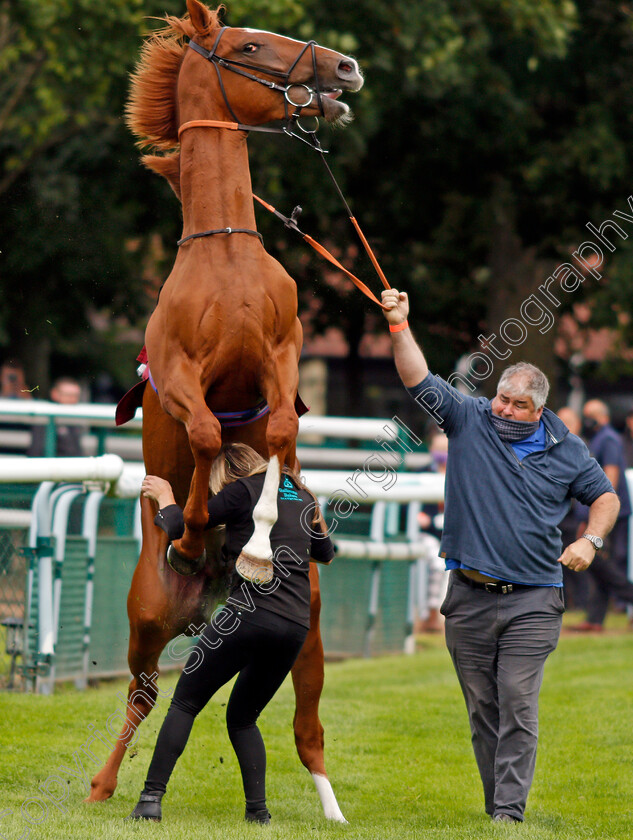 City-Storm-0003 
 CITY STORM giving his handlers a spot of bother before going to the start and finishing last
Haydock 3 Sep 2020 - Pic Steven Cargill / Racingfotos.com