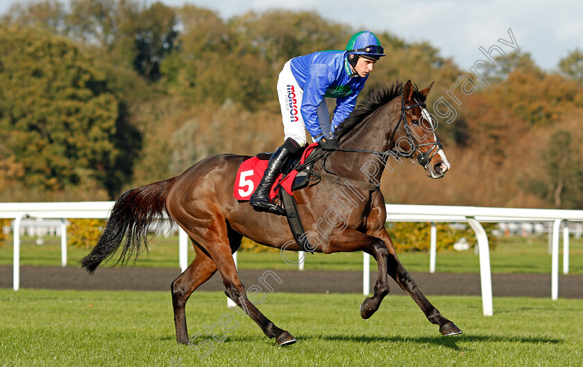 Listen-To-The-Man-0001 
 LISTEN TO THE MAN (Harry Skelton) Kempton 22 Oct 2017 - Pic Steven Cargill / Racingfotos.com