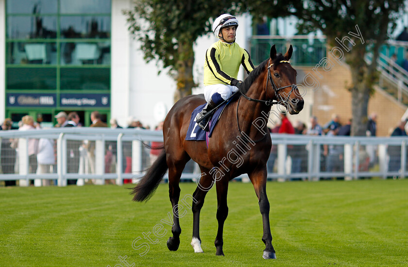 Flying-Fortress-0001 
 FLYING FORTRESS (Silvestre De Sousa)
Yarmouth 17 Sep 2024 - Pic Steven Cargill / Racingfotos.com