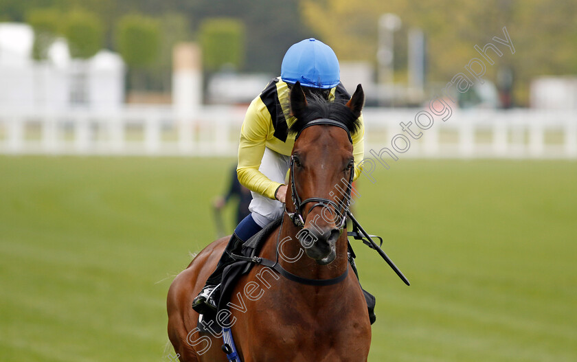 Quddwah-0007 
 QUDDWAH (William Buick) winner of The Bet With Ascot Donation Scheme Paradise Stakes
Ascot 1 May 2024 - Pic Steven Cargill / Racingfotos.com