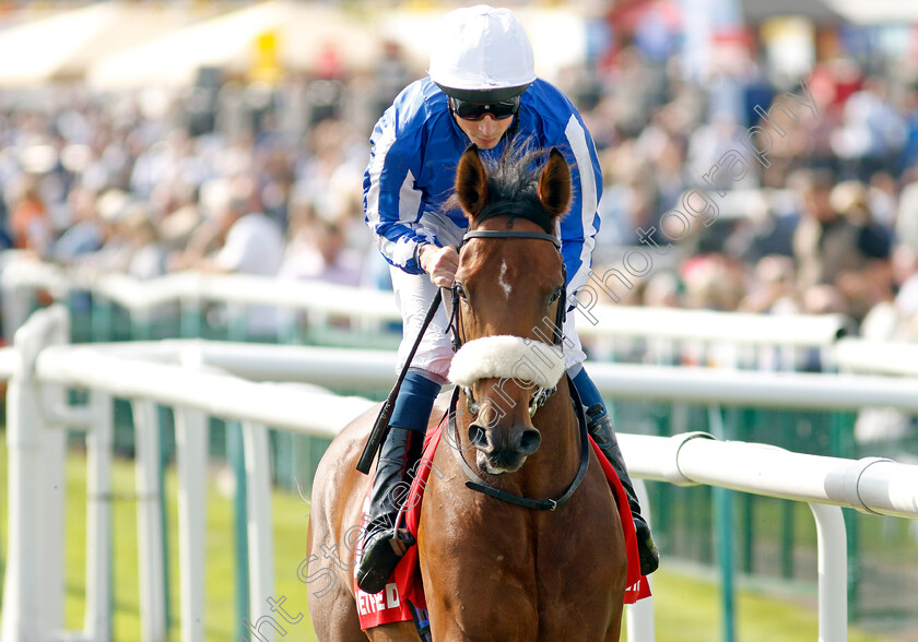 Royal-Zabeel-0001 
 ROYAL ZABEEL (William Buick)
Doncaster 15 Sep 2023 - Pic Steven Cargill / Racingfotos.com