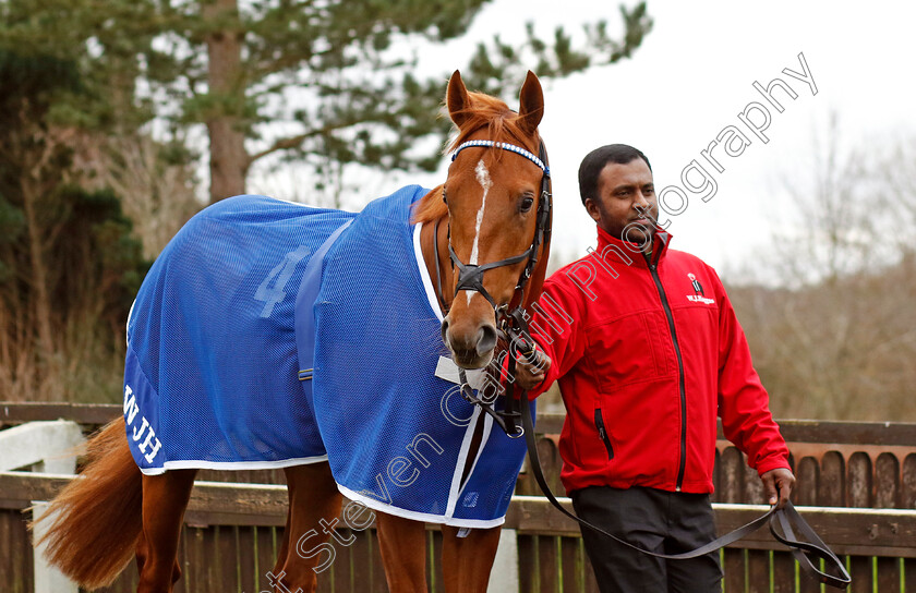 Waleefy-0007 
 WALEEFY 
Lingfield 23 Dec 2023 - Pic Steven Cargill / Racingfotos.com