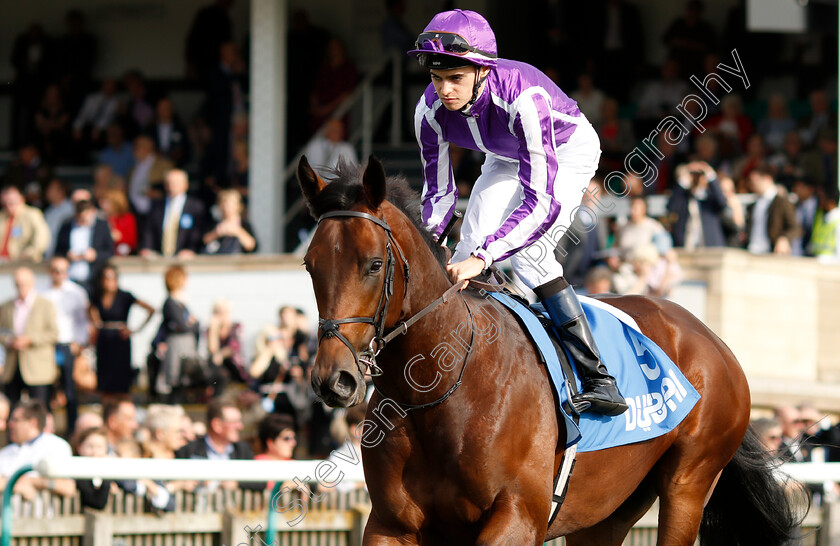 Magna-Grecia-0002 
 MAGNA GRECIA (Donnacha O'Brien)
Newmarket 13 Oct 2018 - Pic Steven Cargill / Racingfotos.com