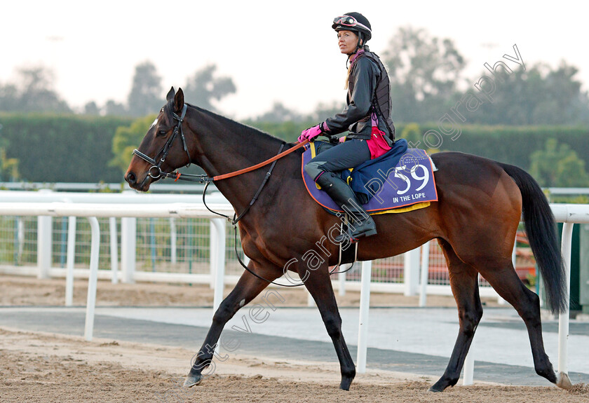 In-The-Lope-0001 
 IN THE LOPE, trained by Pia Brandt, exercising in preparation for The Dubai World Cup Carnival, Meydan 18 Jan 2018 - Pic Steven Cargill / Racingfotos.com