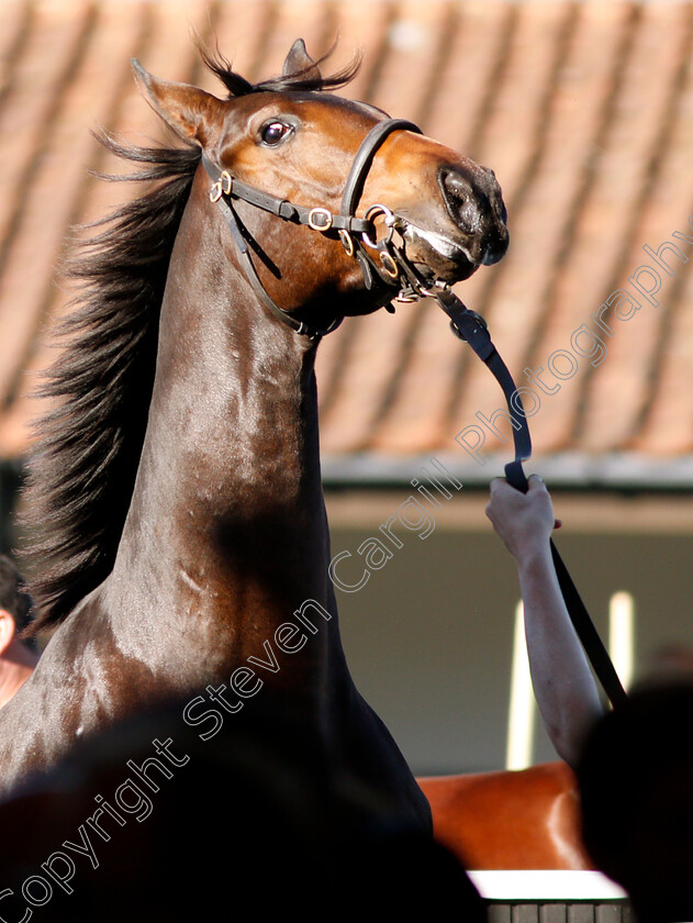 Tattersalls-0001 
 A yearling reacts before selling at Tattersalls Yearling Sale Book1
Newmarket 9 Oct 2018 - Pic Steven Cargill / Racingfotos.com