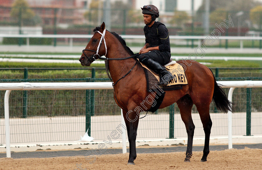 Tato-Key-0001 
 TATO KEY training for the Golden Shaheen
Meydan 27 Mar 2019 - Pic Steven Cargill / Racingfotos.com