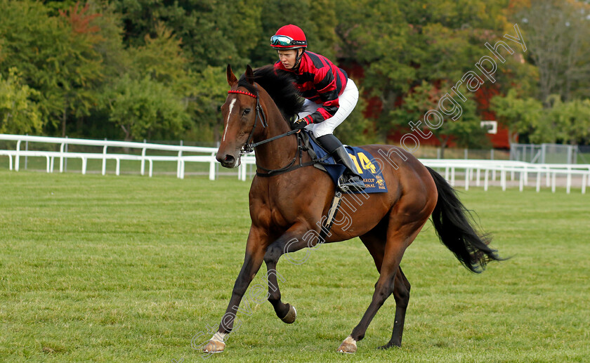 Quebello-0001 
 QUEBELLO (Anna Pilroth)
Bro Park 18 Sep 2022 - Pic Steven Cargill / Racingfotos.com