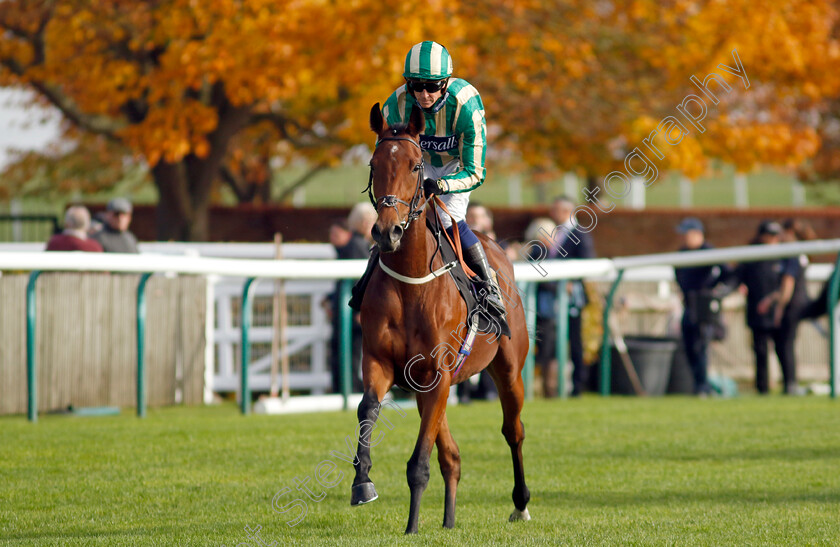 Penn-Avenue-0001 
 PENN AVENUE (Jim Crowley)
Newmarket 23 Oct 2024 - Pic Steven Cargill / Racingfotos.com