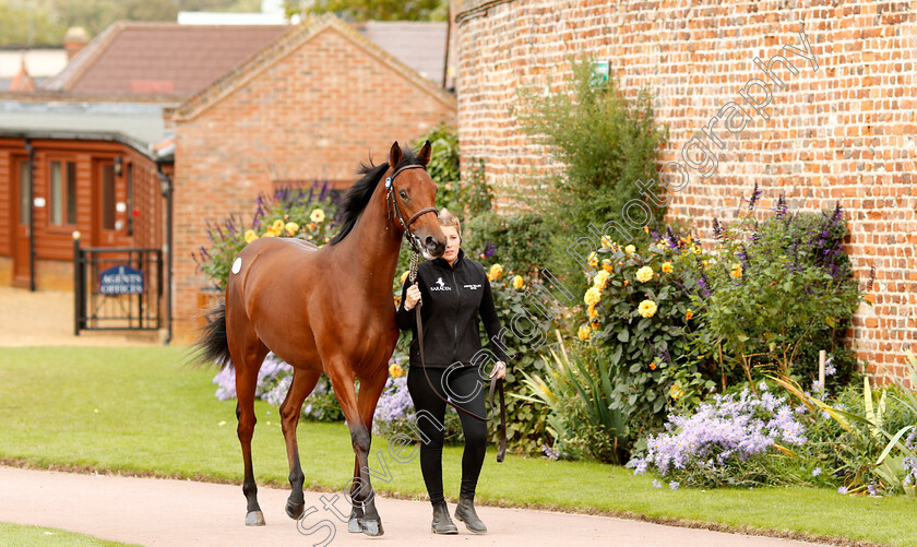 Tattersalls-0006 
 A yearling parades at Tattersalls Sales
Newmarket 10 Oct 2019 - Pic Steven Cargill / Racingfotos.com