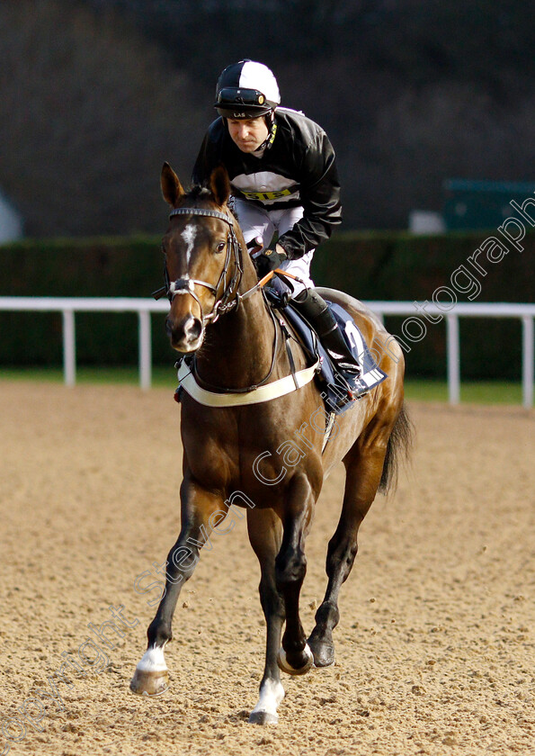 Involved-0001 
 INVOLVED (Robert Winston) winner of The Follow Top Tipsters At Sun Racing Novice Median Auction Stakes
Wolverhampton 10 Dec 2018 - Pic Steven Cargill / Racingfotos.com