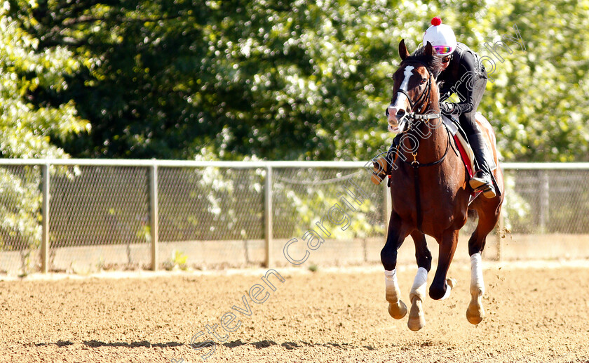 War-Of-Will-0010 
 WAR OF WILL exercising in preparation for the Preakness Stakes
Pimlico, Baltimore USA, 15 May 2019 - Pic Steven Cargill / Racingfotos.com