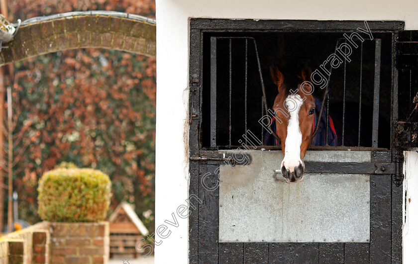 Apple s-Shakira-0003 
 APPLE'S SHAKIRA at the stables of Nicky Henderson, Lambourn 6 Feb 2018 - Pic Steven Cargill / Racingfotos.com