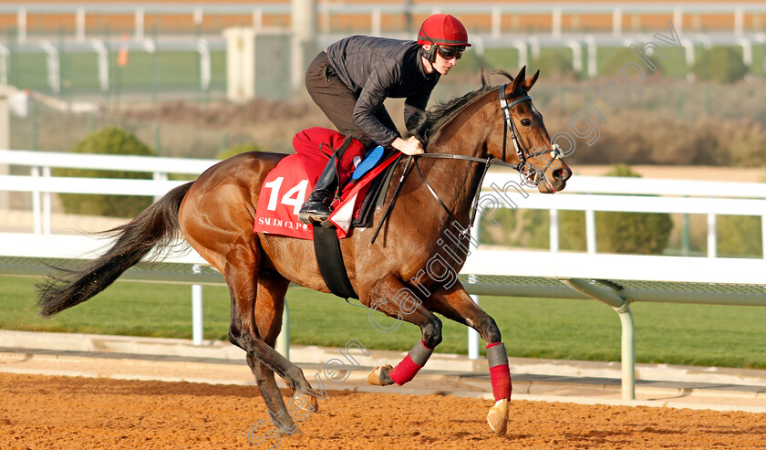 Twilight-Payment-0002 
 TWILIGHT PAYMENT preparing for The Turf Handicap
Riyadh Racetrack, Kingdom Of Saudi Arabia, 27 Feb 2020 - Pic Steven Cargill / Racingfotos.com