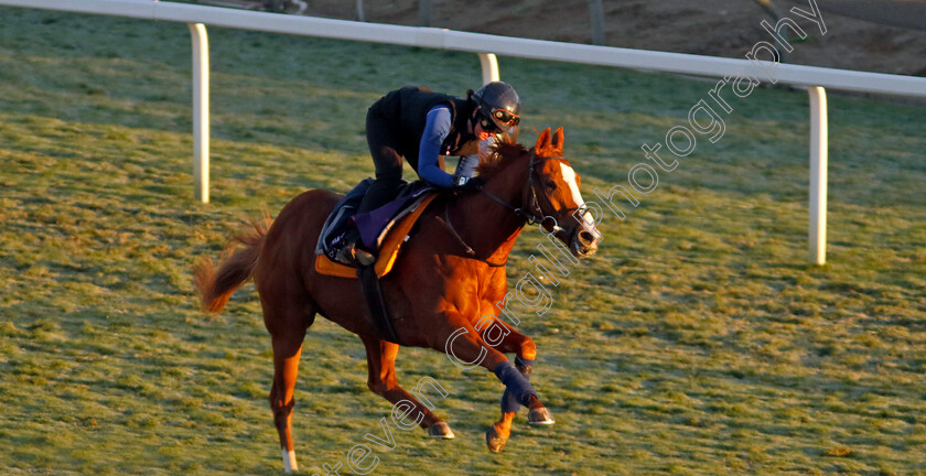 Live-In-The-Dream-0004 
 LIVE IN THE DREAM training for The Breeders' Cup Turf Sprint
Santa Anita USA, 30 Oct 2023 - Pic Steven Cargill / Racingfotos.com