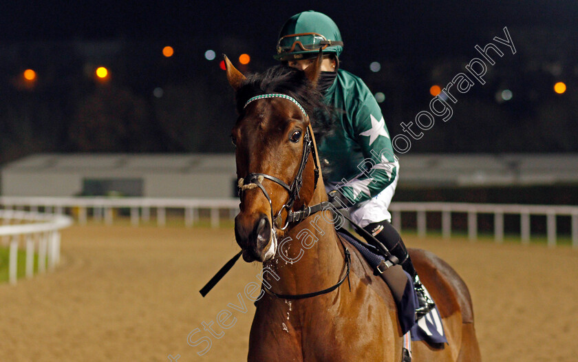 Theyazin-0001 
 THEYAZIN (Hollie Doyle)
Wolverhampton 18 Jan 2021 - Pic Steven Cargill / Racingfotos.com