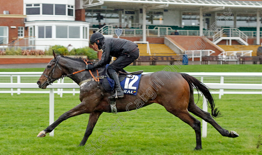 Annsam-0001 
 ANNSAM (Conor Ring) at Coral Gold Cup Weekend Gallops Morning
Newbury 15 Nov 2022 - Pic Steven Cargill / Racingfotos.com