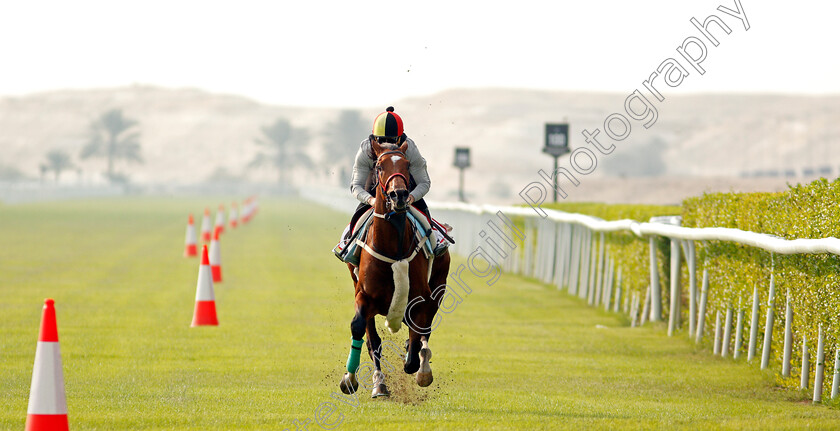 Coolagh-Forest-0004 
 COOLAGH FOREST (John Egan) training for the Bahrain International Trophy
Rashid Equestrian & Horseracing Club, Bahrain, 18 Nov 2020