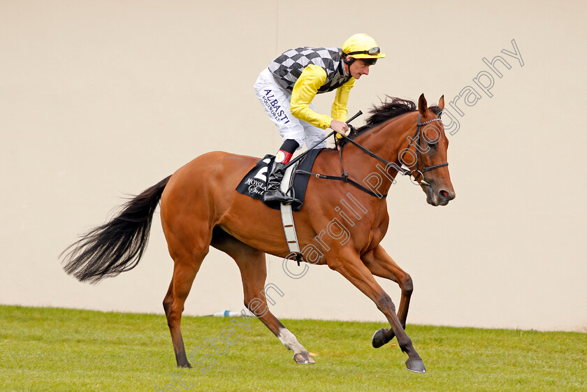 Rosental-0001 
 ROSENTAL (Adam Kirby) Curragh 10 Sep 2017 - Pic Steven Cargill / Racingfotos.com