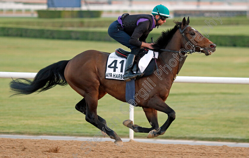 Ayr-Harbour-0001 
 AYR HARBOUR training at Meydan, Dubai
2 Feb 2023 - Pic Steven Cargill / Racingfotos.com