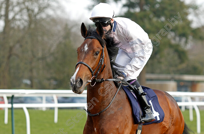 Remonstrate-0002 
 REMONSTRATE (Robert Havlin)
Lingfield 7 Mar 2024 - Pic Steven Cargill / Racingfotos.com