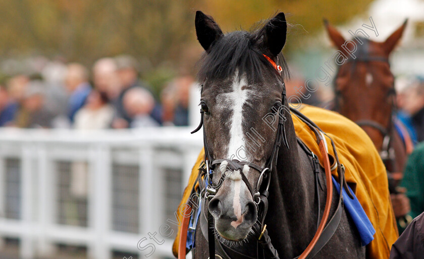 Blazing-Tunder-0002 
 BLAZING TUNDER before winning The Kier Construction EBF Maiden Stakes Div2 Nottingham 18 Oct 2017 - Pic Steven Cargill / Racingfotos.com