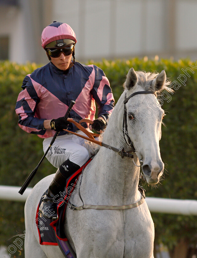 Lord-Glitters-0026 
 LORD GLITTERS (Jason Watson) goes to the start for The Bahrain International Trophy
Sakhir Racecourse, Bahrain 19 Nov 2021 - Pic Steven Cargill / Racingfotos.com