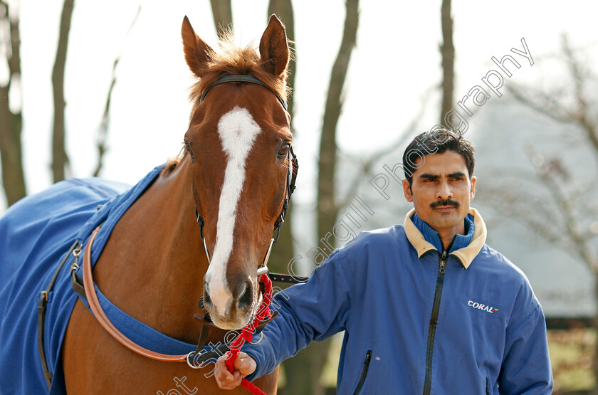 Native-River-0005 
 NATIVE RIVER at Colin Tizzard's stables near Sherborne 21 Feb 2018 - Pic Steven Cargill / Racingfotos.com