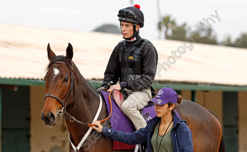 Marsha-0002 
 MARSHA (Luke Morris) training for The Breeders' Cup Turf Sprint at Del Mar USA, 1 Nov 2017 - Pic Steven Cargill / Racingfotos.com