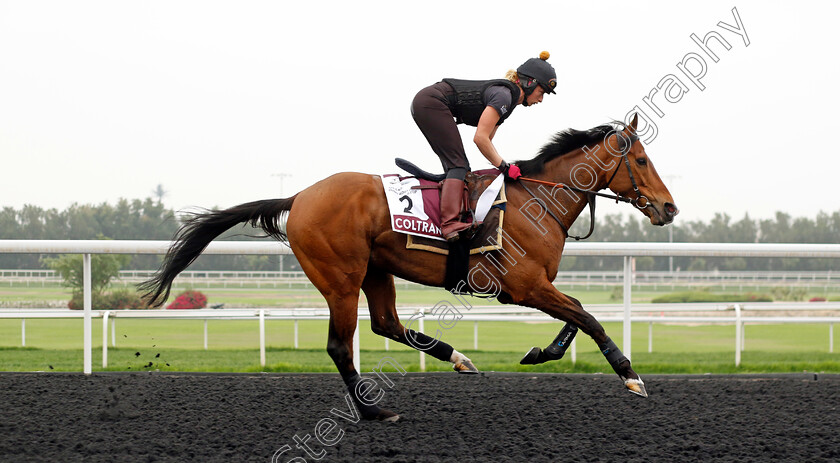 Coltrane-0003 
 COLTRANE training for the Dubai Gold Cup
Meydan Dubai 26 Mar 2024 - Pic Steven Cargill / Racingfotos.com