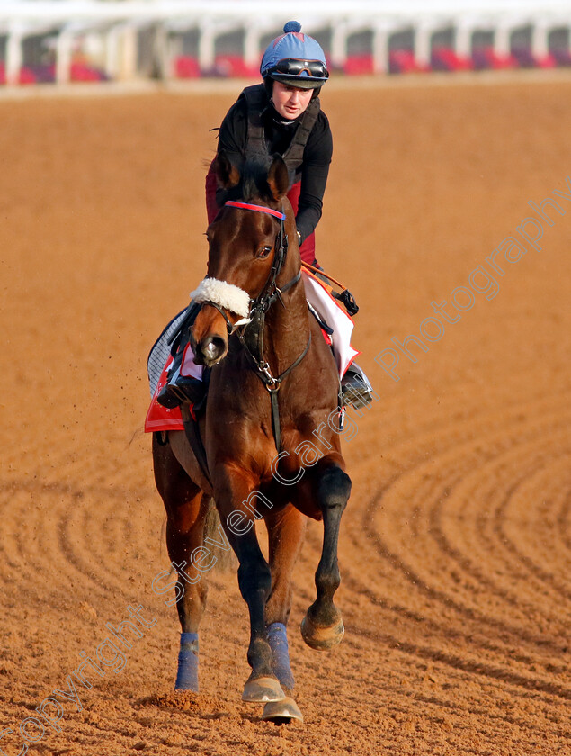 Al-Qareem-0002 
 AL QAREEM training for The Red Sea Turf Handicap
King Abdulaziz Racecourse, Kingdom of Saudi Arabia, 22 Feb 2023 - Pic Steven Cargill / Racingfotos.com