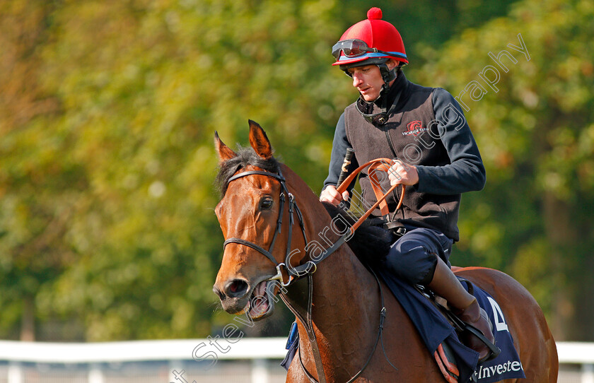 Perfect-Clarity-0015 
 PERFECT CLARITY (Adam, Kirby) after exercising at Epsom Racecourse in preparation for The Investec Oaks, 22 May 2018 - Pic Steven Cargill / Racingfotos.com