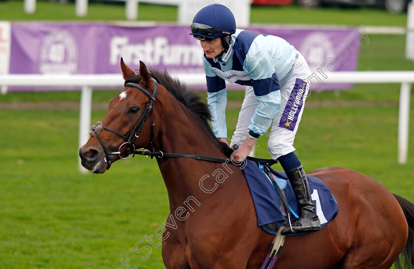 Society-Lion-0001 
 SOCIETY LION (Daniel Muscutt)
Yarmouth 22 Oct 2024 - Pic Steven Cargill / Racingfotos.com