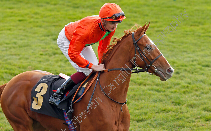 Centrallia-0002 
 CENTRALLIA (Rob Hornby)
Newmarket 30 Oct 2021 - Pic Steven Cargill / Racingfotos.com