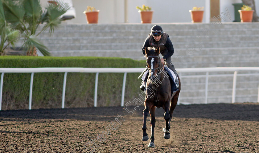 Sean-0002 
 SEAN training at the Dubai Racing Carnival 
Meydan 2 Jan 2025 - Pic Steven Cargill / Racingfotos.com