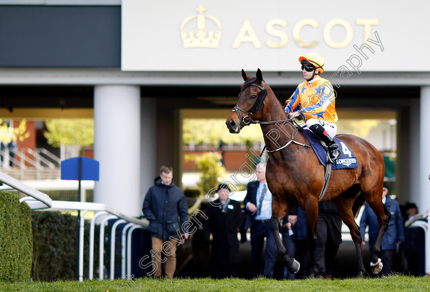 Torcedor-0001 
 TORCEDOR (Colm O'Donoghue) before winning The Longines Sagaro Stakes Ascot 2 May 2018 - Pic Steven Cargill / Racingfotos.com