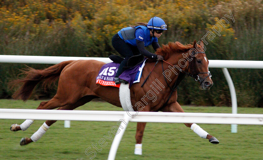 Wuheida-0001 
 WUHEIDA training for The Breeders' Cup Filly & Mare Turf at Del Mar USA 31 Oct 2017 - Pic Steven Cargill / Racingfotos.com